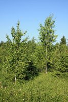 Betula pendula