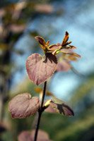 Cercidiphyllum japonicum