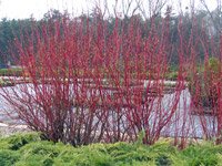 Cornus alba Sibirica