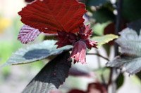 Corylus maxima Purpurea