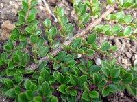 Cotoneaster horizontalis