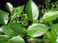 Cotoneaster lucidus