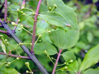 Euonymus europaeus