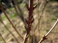 Forsythia intermedia