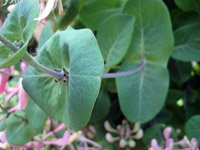 Lonicera caprifolium