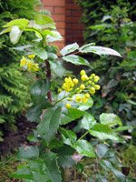 Mahonia aquifolium