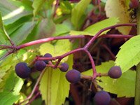 Parthenocissus qinquefolia