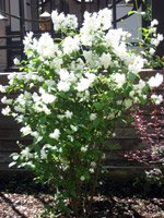 Philadelphus coronarius