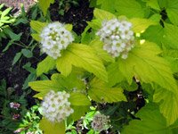 Physocarpus opulifolius Luteus