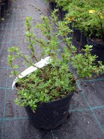 Potentilla fruticosa Lovely Pink