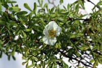 Potentilla fruticosa Tilford Cream