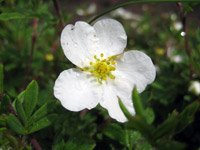 Potentilla fruticosa Abbotswood