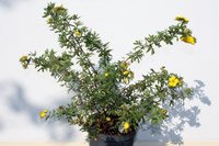 Potentilla fruticosa Goldteppich