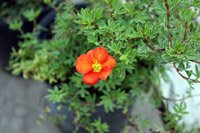 Potentilla fruticosa Red Ace