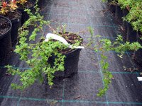 Potentilla fruticosa Princess