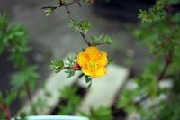 Potentilla fruticosa Tangerine