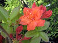 Rhododendron Feuerwerk