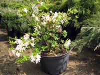 Rhododendron Homebush