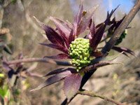 Sambucus racemosa