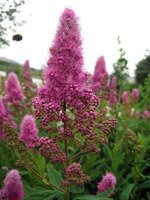 Spiraea billardii