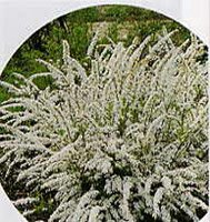 Spiraea cinerea Grefsheim