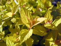 Spiraea japonica Golden Princess