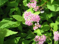 Spiraea japonica Little Princess