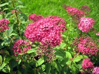 Spiraea bumalda Country Red