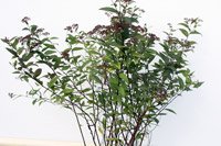 Spiraea japonica Froebelii