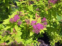 Spiraea japonica Gold Flame