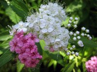 Spiraea japonica Shirobana