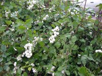 Symphoricarpos albus