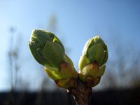 Syringa vulgaris Sensation