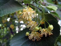 Tilia cordata