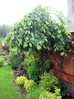 Ulmus glabra Pendula