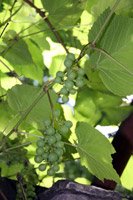 Vitis amurensis