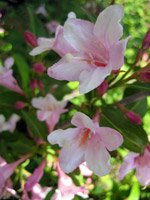 Weigela rosea