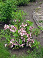 Weigela hybrida Styriaca