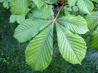 Aesculus hippocastanum