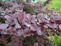 Berberis thunbergii Atropurpurea