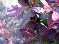 Berberis thunbergii Rose Glow