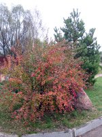 Berberis vulgaris