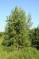 Betula pendula