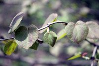 Cercidiphyllum japonicum