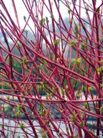 Cornus alba Sibirica