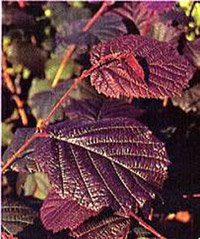 Corylus maxima Purpurea