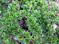 Cotoneaster horizontalis