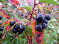 Cotoneaster lucidus