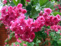 Crataegus laevigata (oxyacantha) Pauls Scarlet