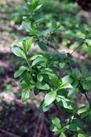 Euonymus europaeus